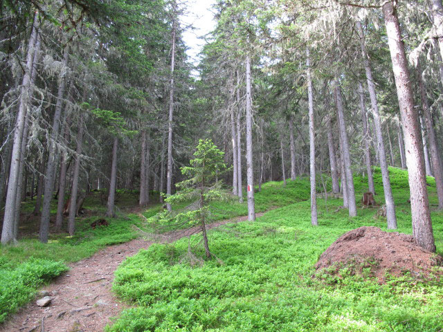 zwischen Ganz und Zunigalm (11. Juni)