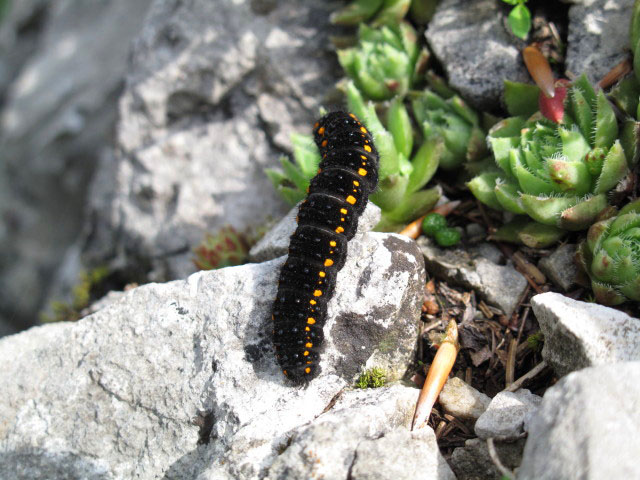 Romantikerpromenade: sechste Seillänge
