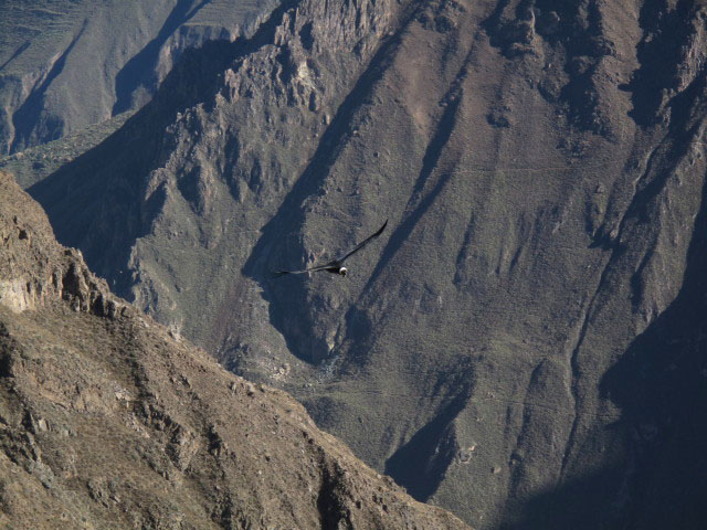 Cañon del Colca vom Mirador Cruz del Condor aus (9. Juli)