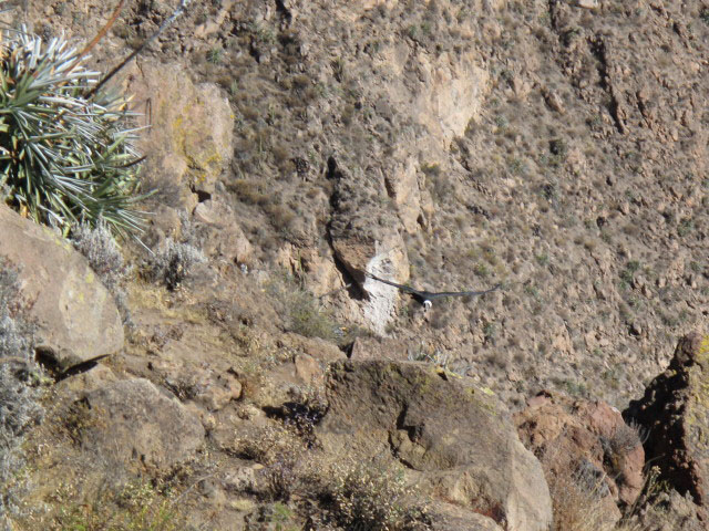 Cañon del Colca vom Mirador Cruz del Condor aus (9. Juli)