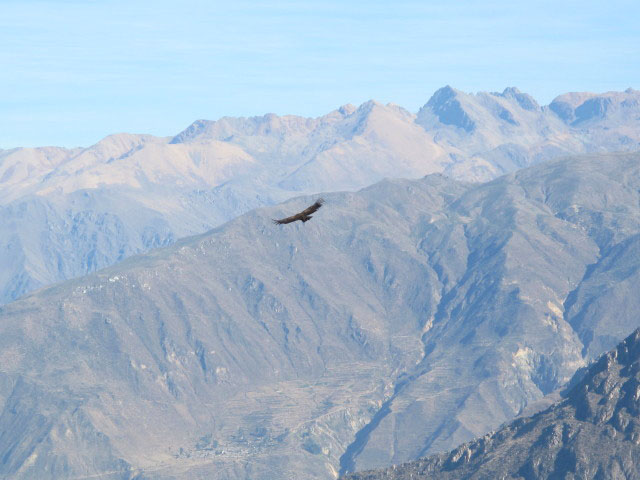 Cañon del Colca vom Mirador Cruz del Condor aus (9. Juli)