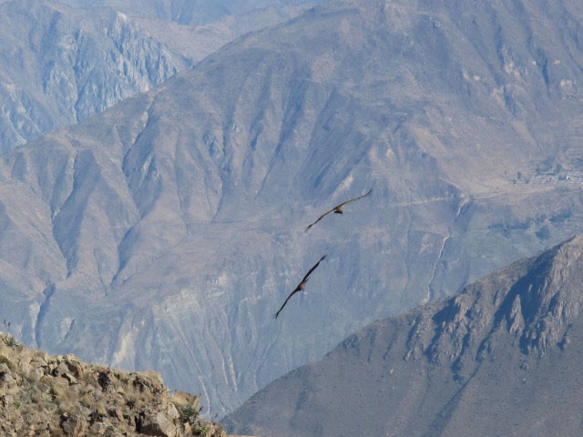 Cañon del Colca vom Mirador Cruz del Condor aus (9. Juli)