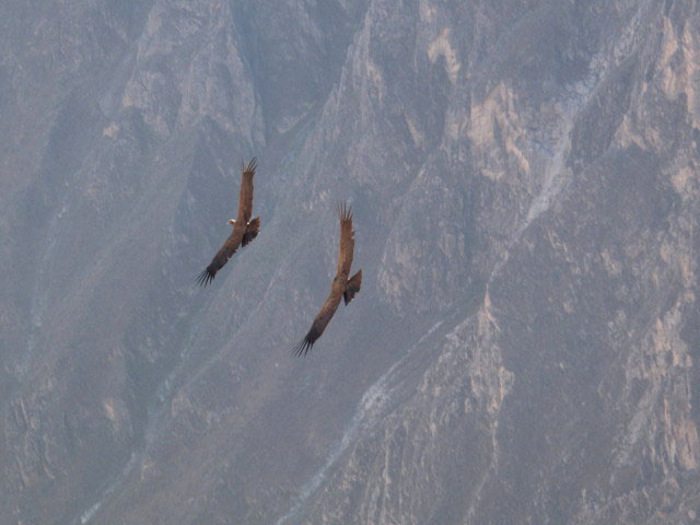 Cañon del Colca vom Mirador Cruz del Condor aus (9. Juli)