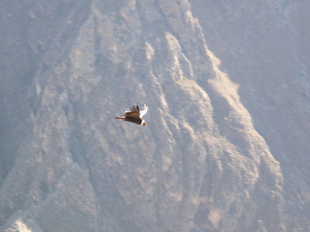 Cañon del Colca vom Mirador Cruz del Condor aus (9. Juli)