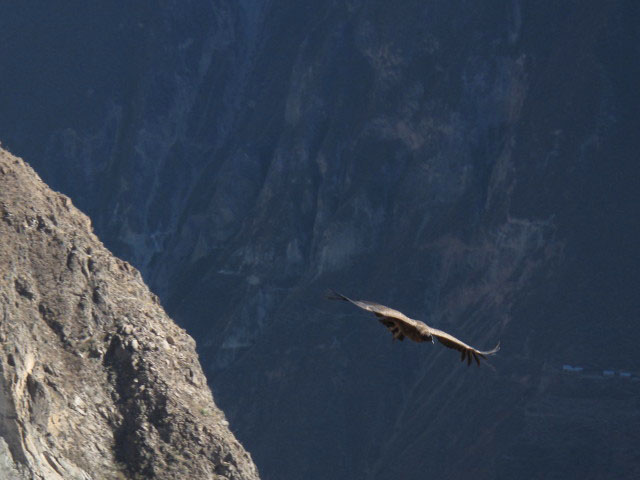 Cañon del Colca vom Mirador Cruz del Condor aus (9. Juli)