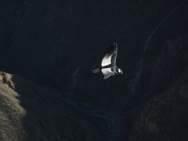 Cañon del Colca vom Mirador Cruz del Condor aus (9. Juli)
