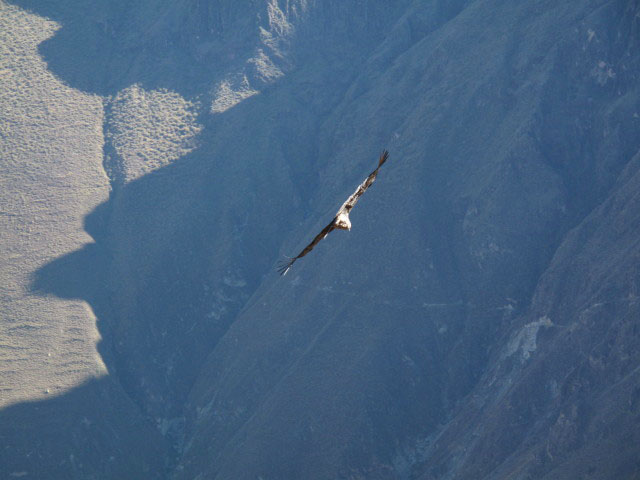 Cañon del Colca vom Mirador Cruz del Condor aus (9. Juli)