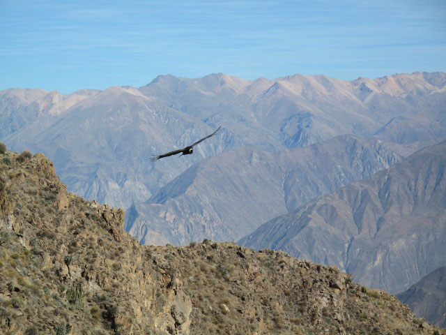Cañon del Colca vom Mirador Cruz del Condor aus (9. Juli)