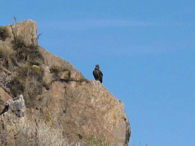 Cañon del Colca vom Mirador Cruz del Condor aus (9. Juli)