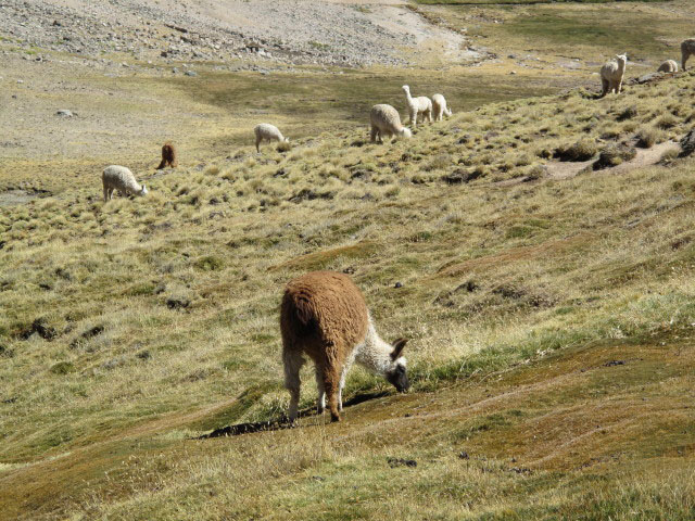 zwischen Ñaupallacta und Nevado Mismi (11. Juli)