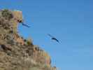 Cañon del Colca vom Mirador Cruz del Condor aus (9. Juli)