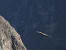 Cañon del Colca vom Mirador Cruz del Condor aus (9. Juli)