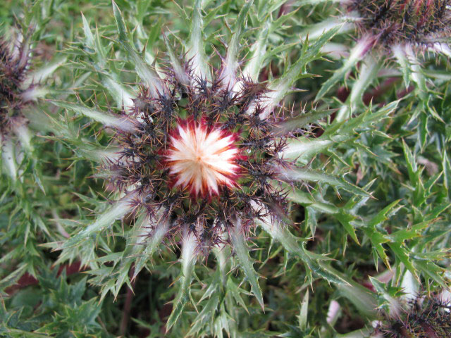 zwischen Hochhädrich und Falken (4. Sep.)