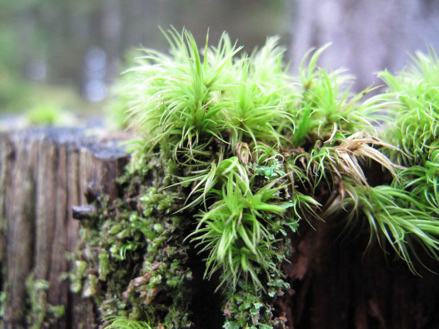 zwischen Studentenkreuz und Mönichkirchner Schwaig