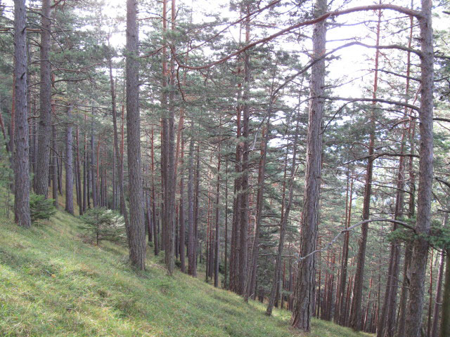 zwischen Großem Neukogel und Vorderbruck