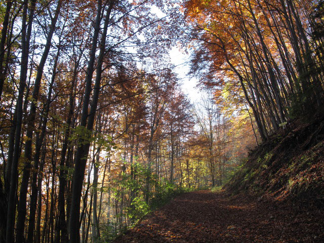 zwischen Glatzwiesensattel und Karlstein-Felskanzel