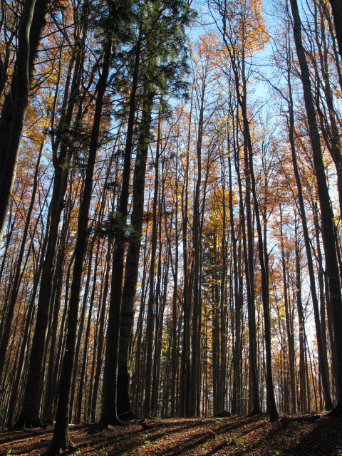 zwischen Rotenstein und Gscheidboden