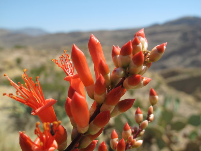 Fish Creek Canyon Vista Point am Apache Jeeptrail (24. Mai)
