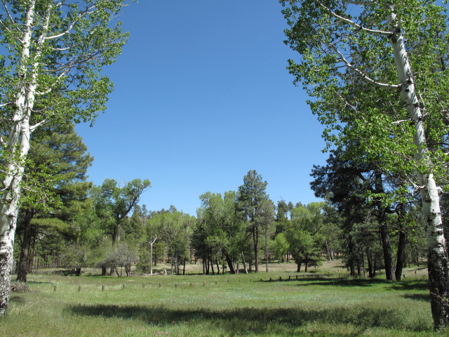 Baca Meadow neben dem Black Canyon Jeeptrail (25. Mai)