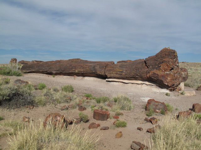 Giant Logs im Petrified Forest National Park (26. Mai)