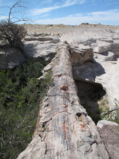 Agate Bridge im Petrified Forest National Park (26. Mai)