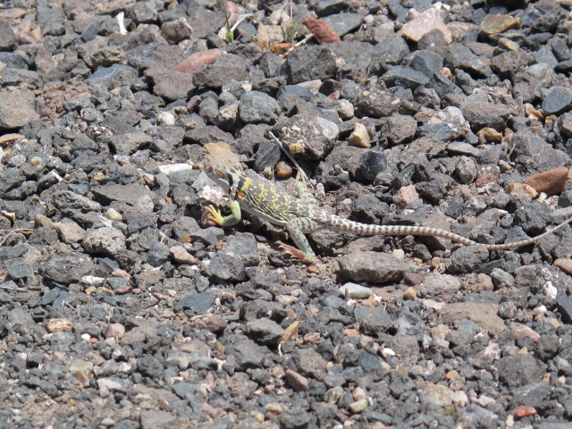 Tawa Point im Petrified Forest National Park (26. Mai)