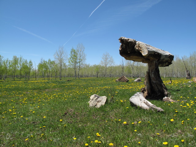 neben dem Jersey Jim Lookout Jeeptrail zwischen West Mancos Overlook und Gold Run Jeeptrail (31. Mai)