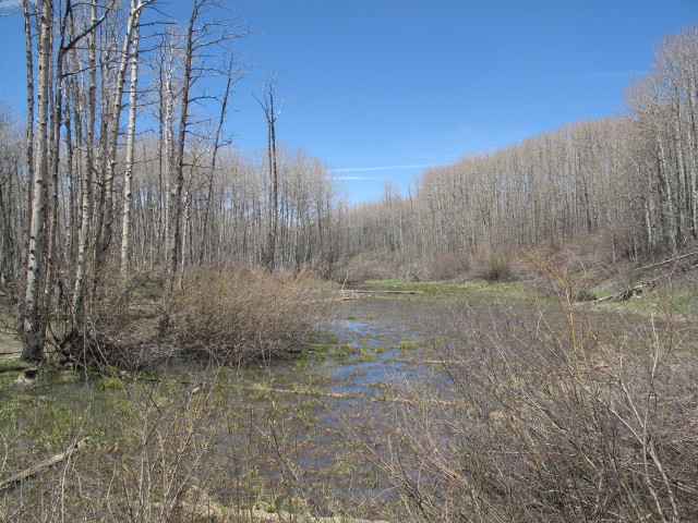 neben dem Jersey Jim Lookout Jeeptrail zwischen Jersey Jim Lookout und Gold Run Jeeptrail (31. Mai)
