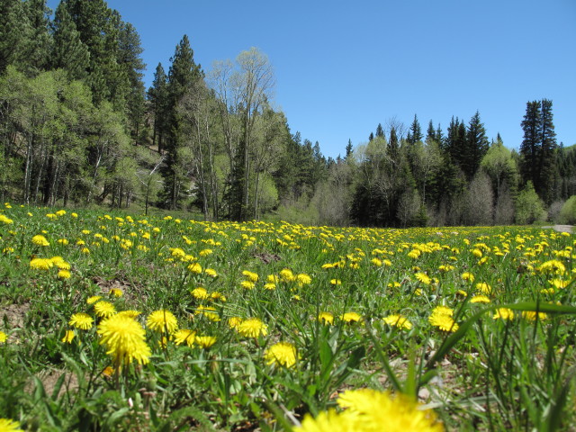 neben dem Dry Mesa Jeeptrail zwischen FR 501 und FR 504 (2. Juni)