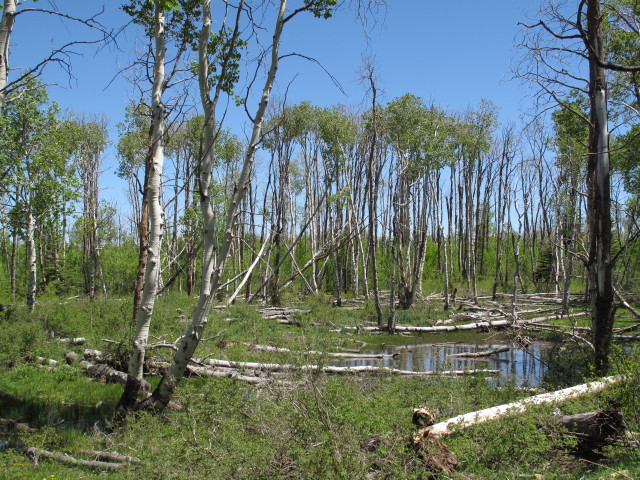 neben dem Dry Mesa Jeeptrail zwischen FR 504 und East Fork Escalante Creek (2. Juni)