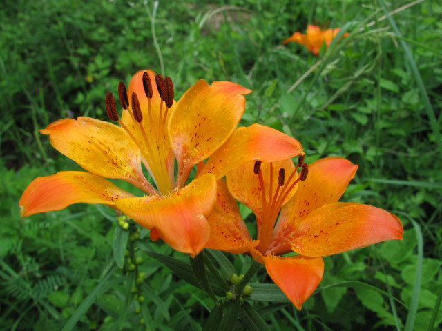 zwischen Tobelwiese und Auf der Wiese