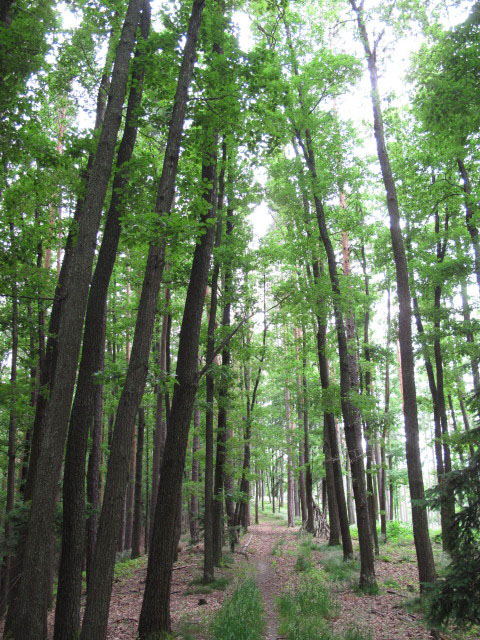 zwischen Rehgraben und Schl&ouml;glm&uuml;hl