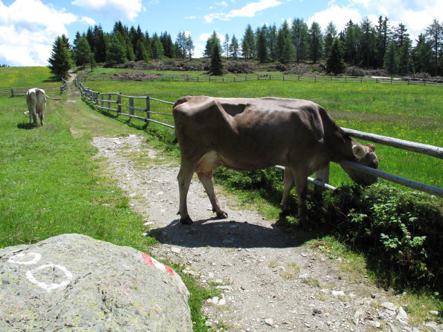 Weg 2 zwischen Ronerh&uuml;tte und Pianer Kreuz