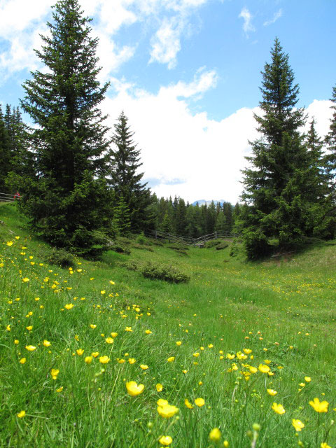 neben Weg 68B zwischen Weg 2 und Rastnerh&uuml;tte