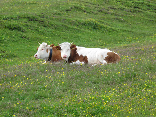 Elnh&auml;userer Alm