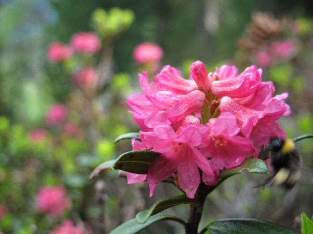 Weg 67 zwischen Elnhäuserer Alm und Walder Alm
