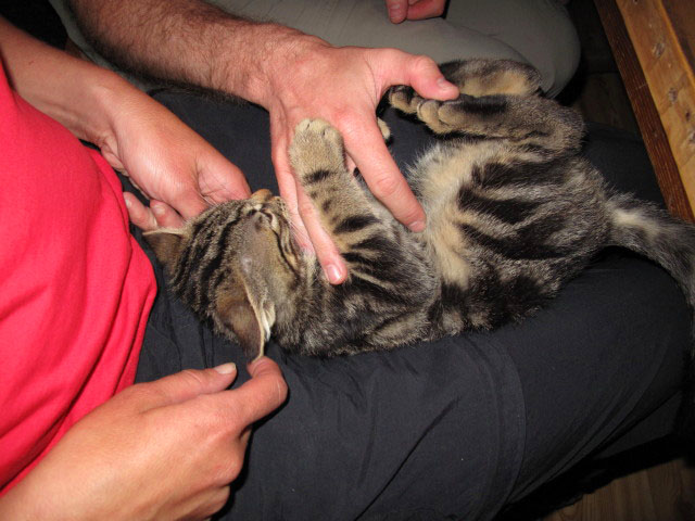 Grasleitenh&uuml;tte, 2.134 m (25. Juni)