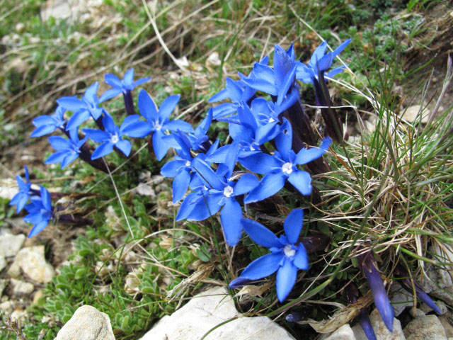 Maximilian-Klettersteig: zwischen Einstieg und Gro&szlig;em Rosszahn (26. Juni)