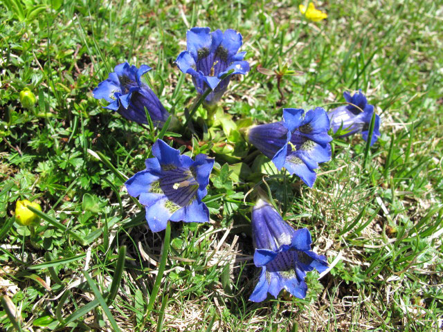 Schlern-Hochfl&auml;che (26. Juni)