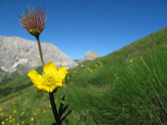 neben Weg 4 zwischen Weg 4A und Plattkofelh&uuml;tte (27. Juni)