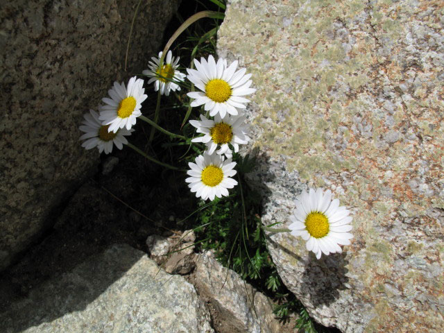 Weg 19 zwischen Kleinem Ifinger und Ifinger-Klettersteig (2. Juli)