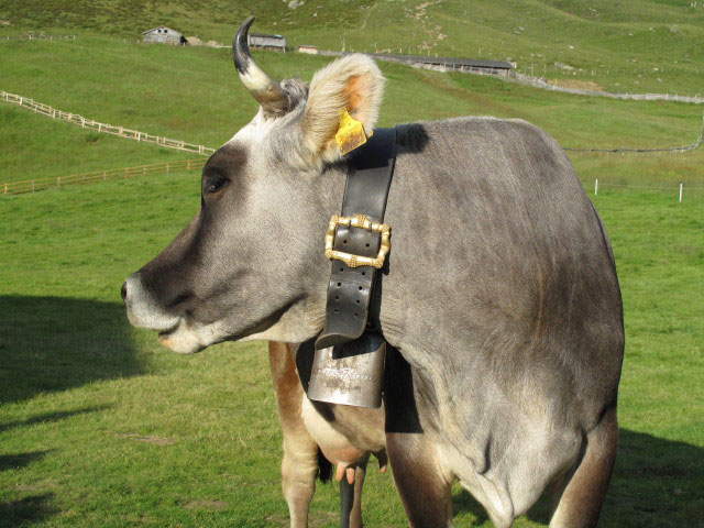 neben der Hirzerh&uuml;tte, 1.983 m (2. Juli)