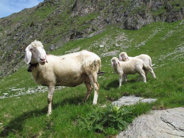 neben Weg 2 zwischen Alplerspitz und H&uuml;hnerspielalm (3. Juli)