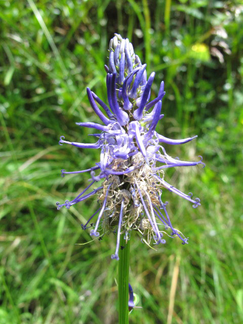 neben Weg 2 zwischen H&uuml;hnerspielalm und Fartleisalm (3. Juli)