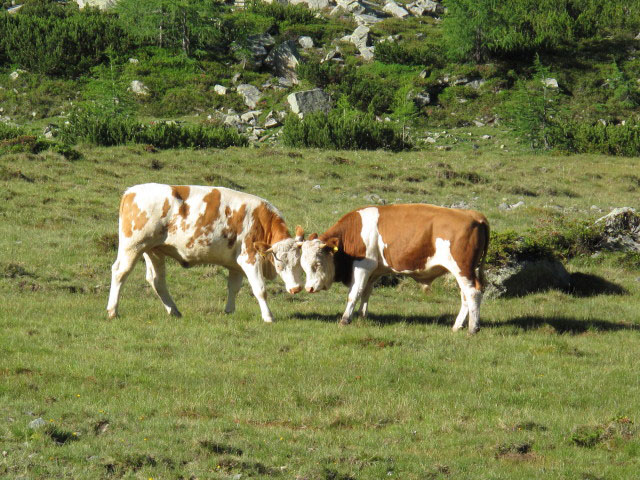 Lackenb&ouml;den (9. Juli)