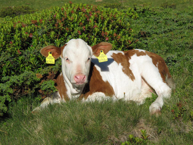 Lackenb&ouml;den (9. Juli)