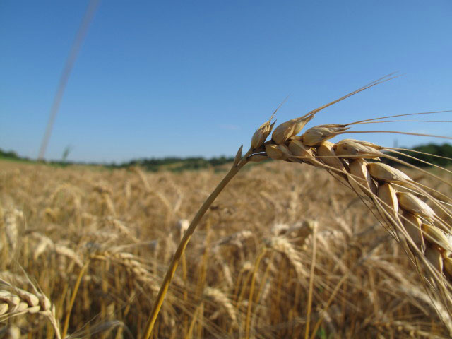 zwischen Gaweinstal und Kollnbrunn