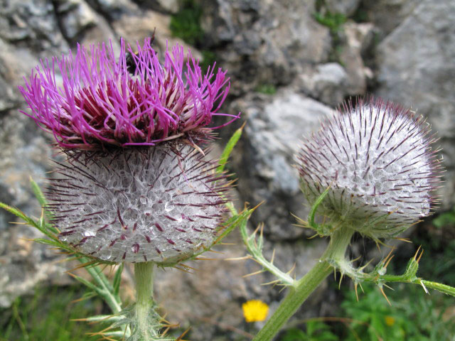 zwischen Ro&szlig;alm und Bertah&uuml;tte (30. Juli)