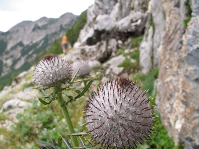 Christoph zwischen Ro&szlig;alm und Bertah&uuml;tte (30. Juli)