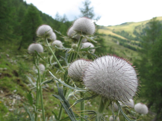 neben Weg 03A zwischen Rosenbachsattel und Roschitzah&uuml;tte (31. Juli)
